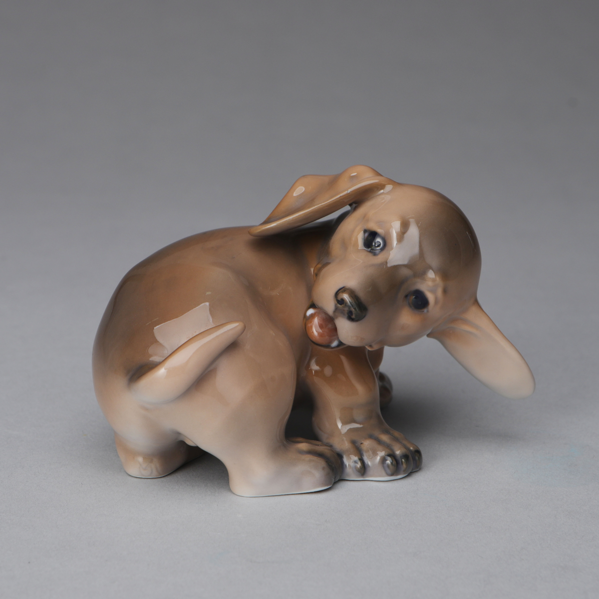 Dachsund