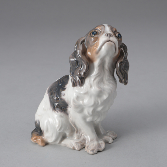 Cavalier King Charles  Spaniel