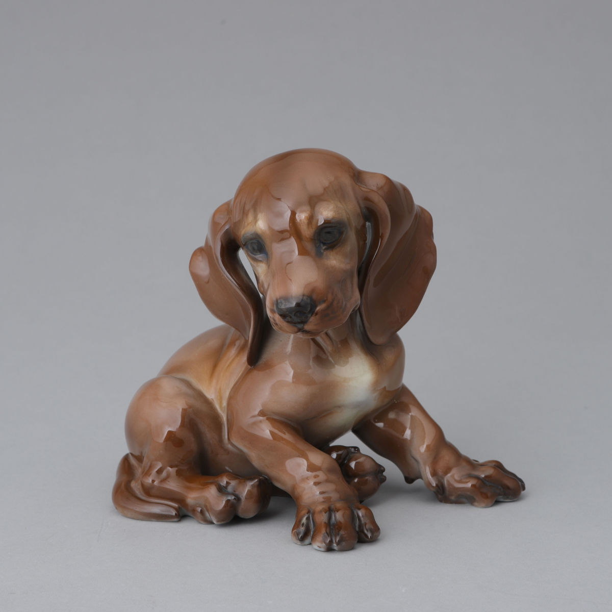 Dachshund Puppy