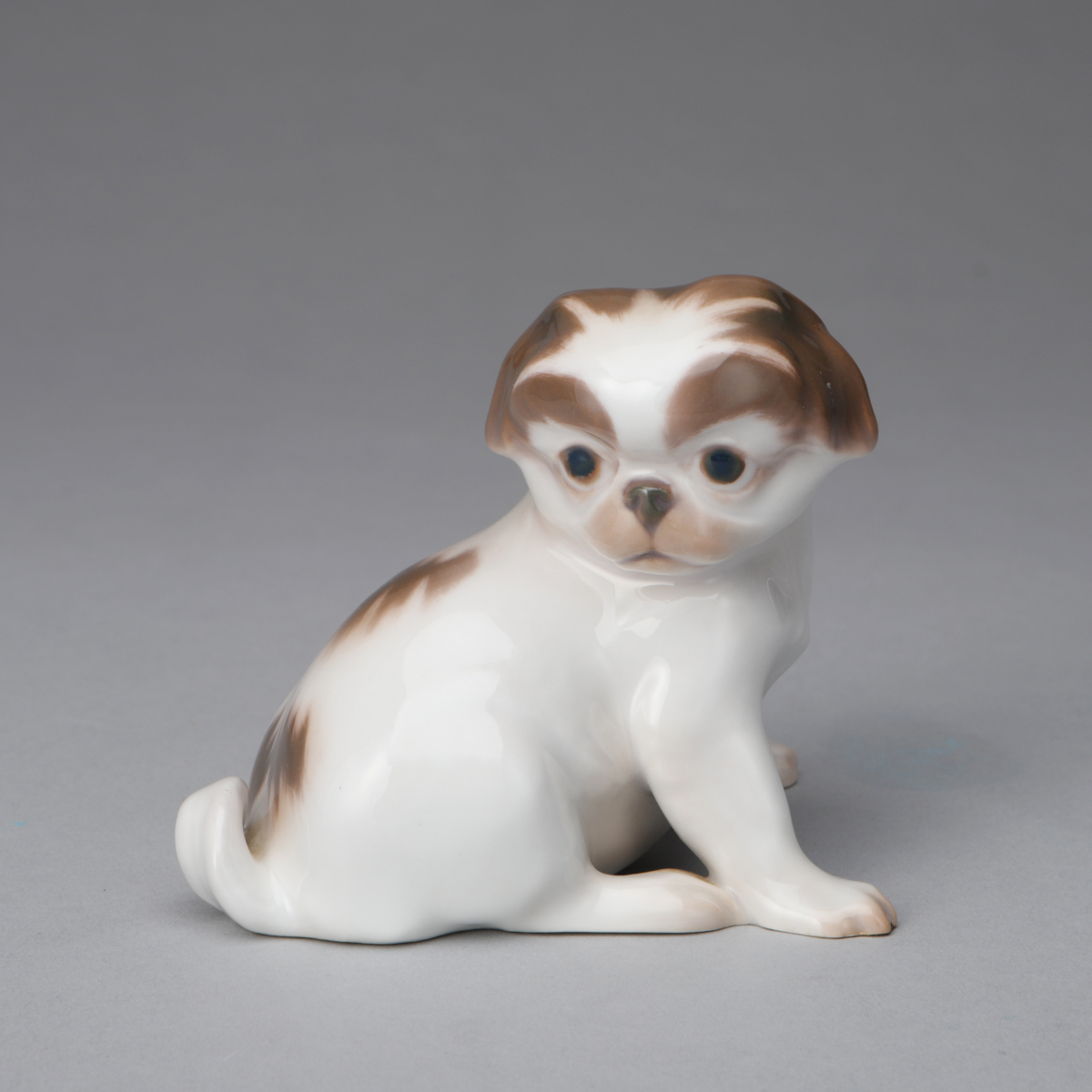 Pekinese Puppy