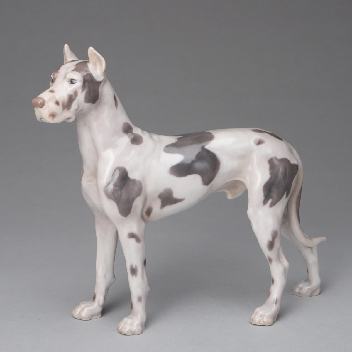 Great Dane