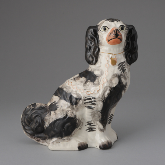 Black & White Spaniel