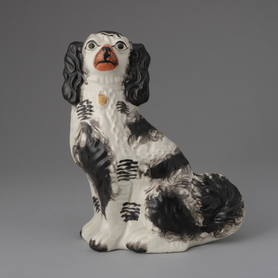 Black & White Spaniel