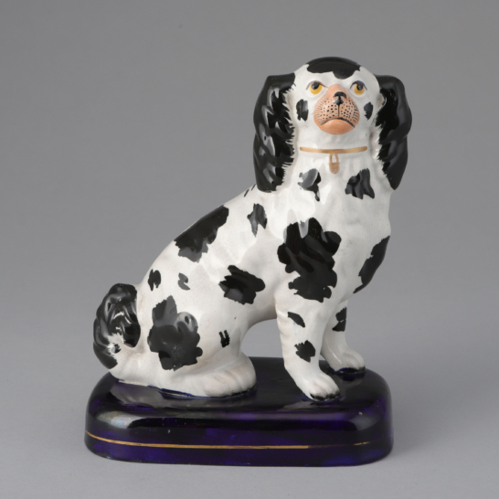 Black & White Spaniel