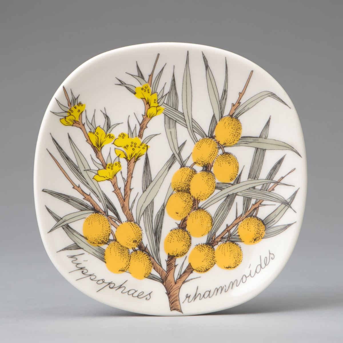 "Botanica" Wall Plate, "Hippophaes rhamnoides (Sea buckthorn)"