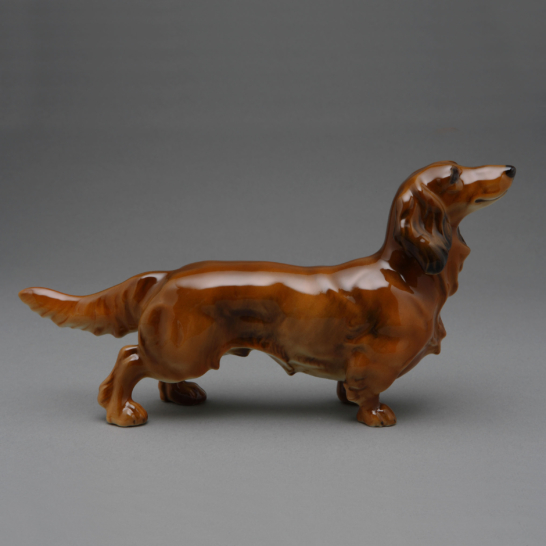 Dachshund
