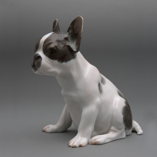 French bulldog